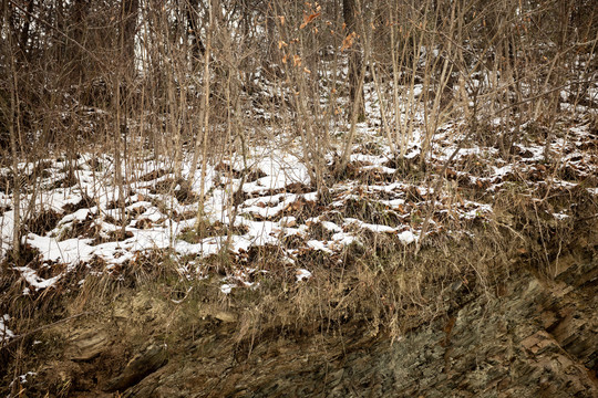 冬季被积雪覆盖的山坡枯黄树木