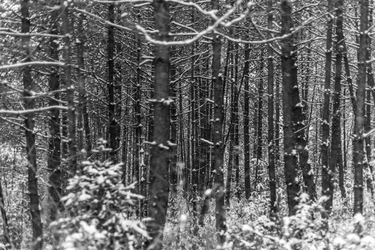 森林里树木枝头压满积雪