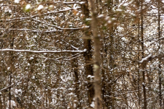 森林里树木枝头压满积雪