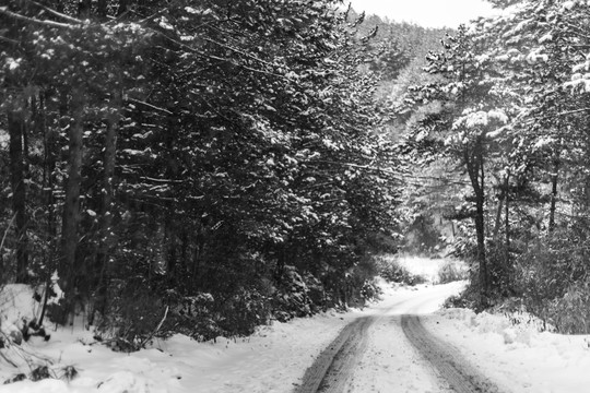 森林里积雪覆盖的林间小路