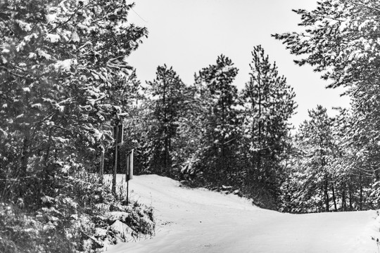 森林里积雪覆盖的小路