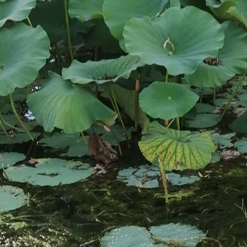 荷叶