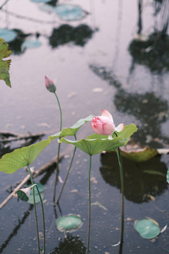 荷花莲花