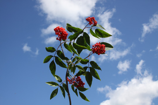 狼毒花