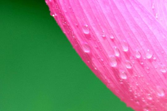 雨后荷花