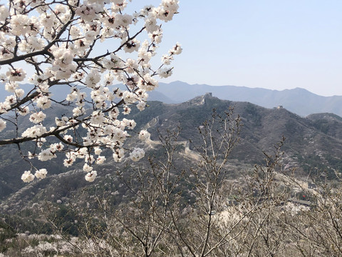 北京八达岭长城的樱花