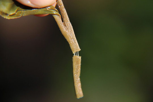 古树茶叶底抽丝韧性测试