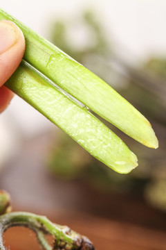 手里着切开的蕨菜