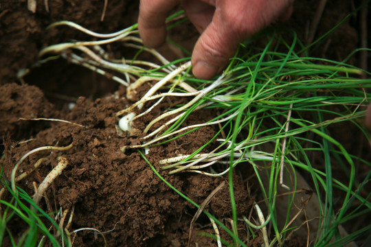 农民在挖小根蒜