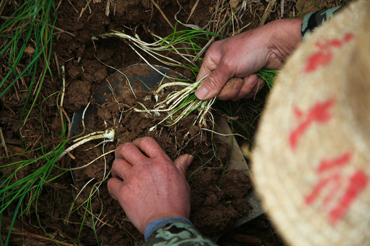农民在挖小根蒜