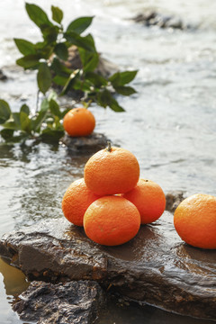 石头上放着一堆红美人柑橘
