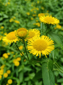 旋覆花小黄花