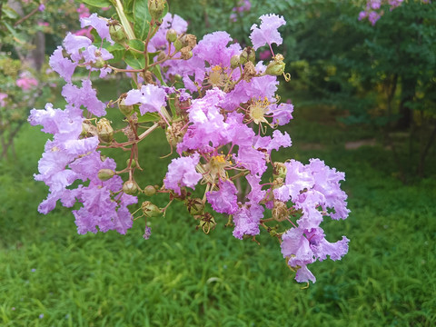 紫薇花