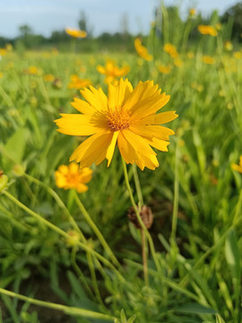 金鸡菊