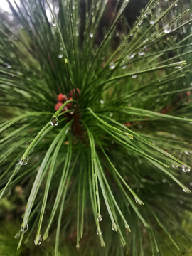 雨后露珠