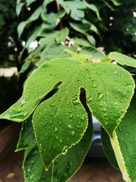 雨后树叶