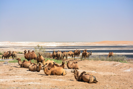 阿拉善盐湖边的骆驼