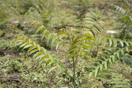 香椿芽香椿树