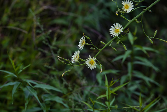 翅果菊