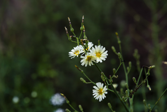 野山花