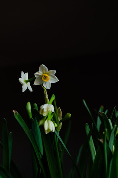 水仙花