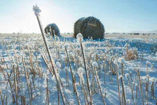 冬季草秸霜雪