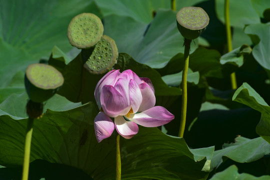 荷花莲蓬