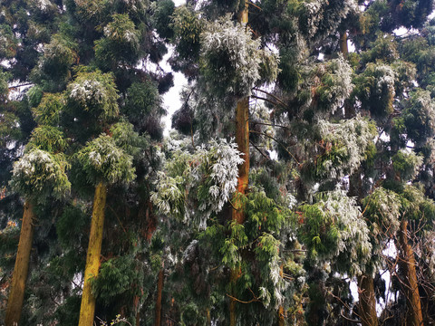 雪杉