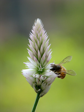 一只蜜蜂在青葙花朵上采蜜