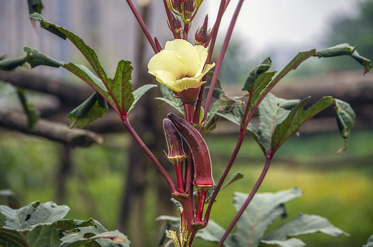 蔬菜花卉