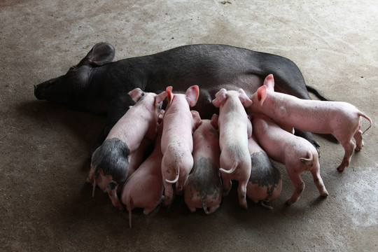 母猪喂养小猪