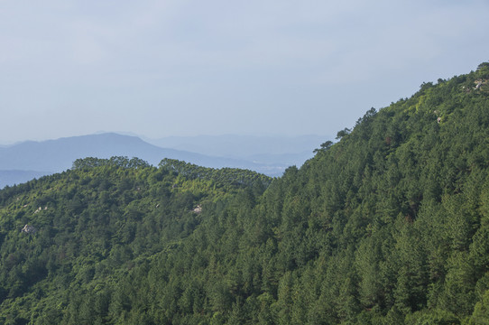 紫帽山森林