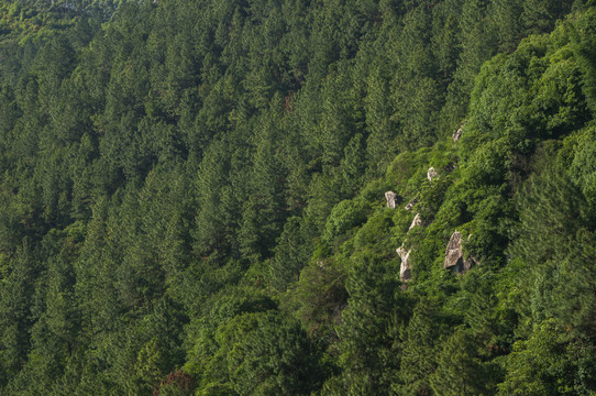 山坡森林风景