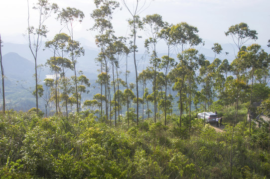 自驾游山林风景