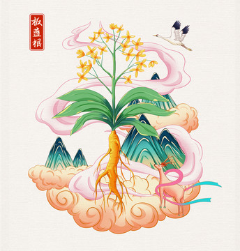 中草药板蓝根插画手绘