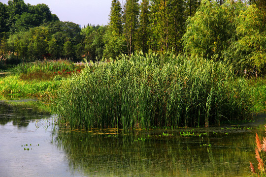 贵阳花溪湿地芦苇丛