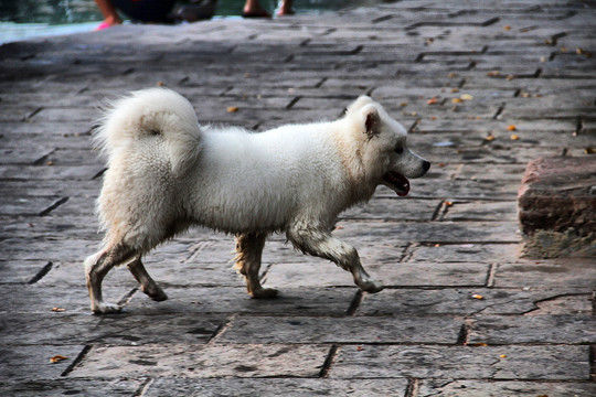 沱江边散步的小狗