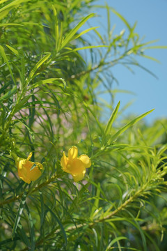 黄花竹夹桃