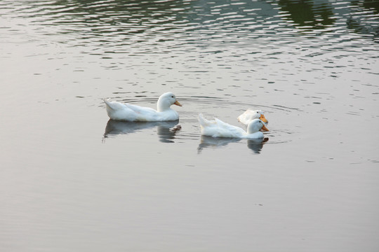 湖中白鸭