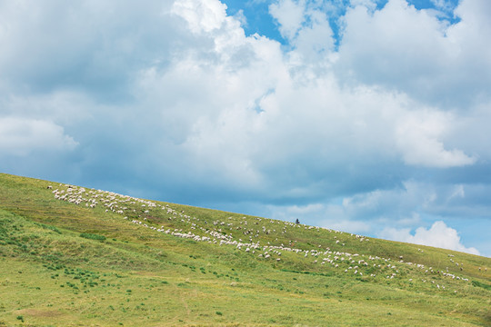 蓝天白云草原山坡羊群