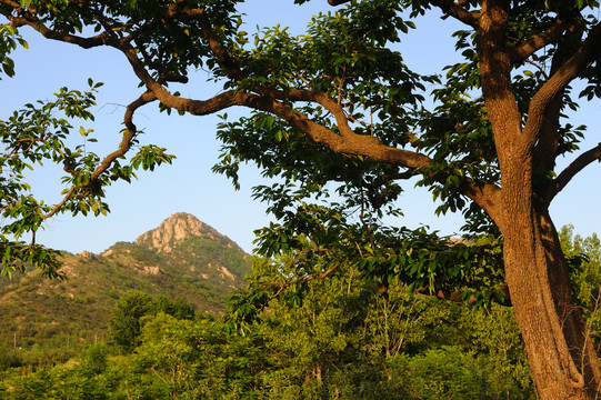 青山