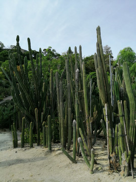 厦门万石植物园