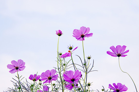 格桑花