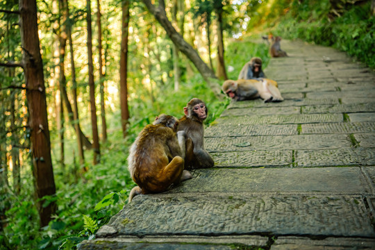 张家界路边的野生猕猴群