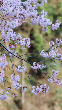 野樱花