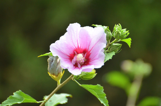 木槿花