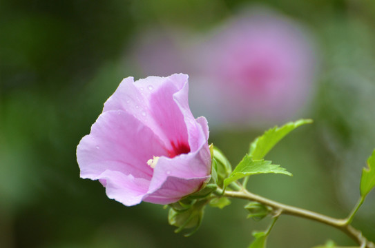 木槿花