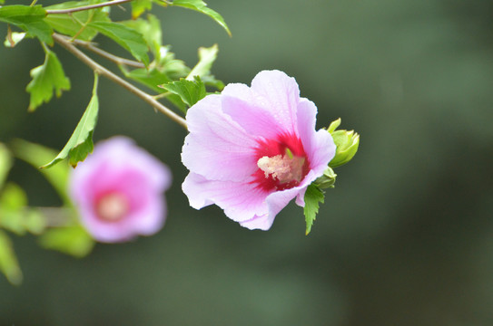 木槿花