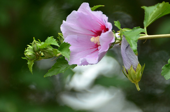 木槿花