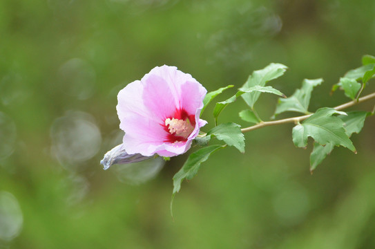 木槿花